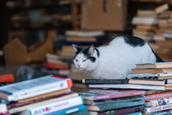 Kot Romuś w bibliotece w Wieluniu zachęca do konkursu i szuka domu